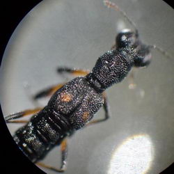Stenus bimaculatus